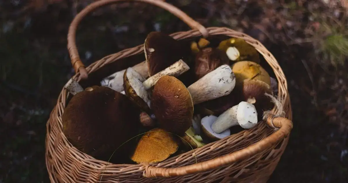 Zdjęcie Gdzie na grzyby Szczecin? Odkryj najlepsze miejsca na grzybobranie