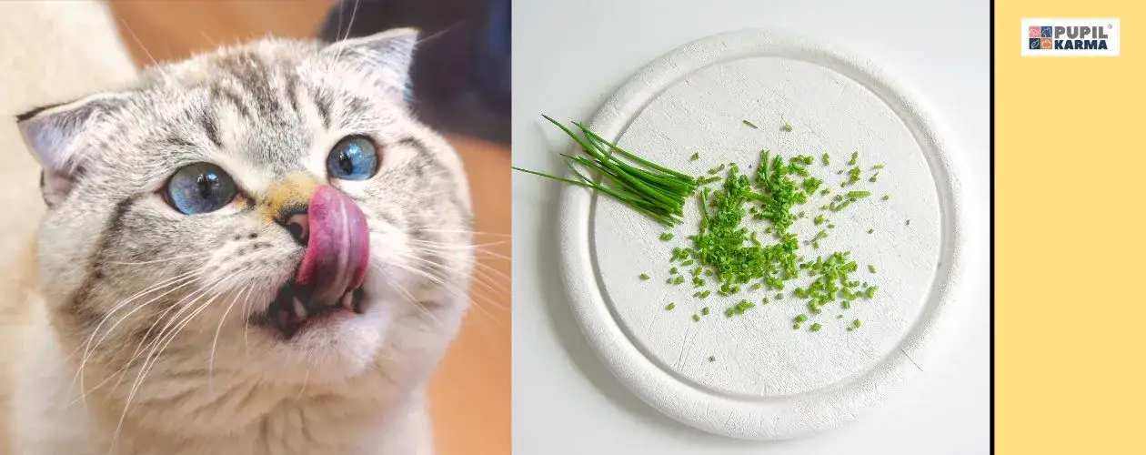 Zdjęcie Czy koty mogą jeść szczypiorek? Sprawdź, dlaczego to niebezpieczne