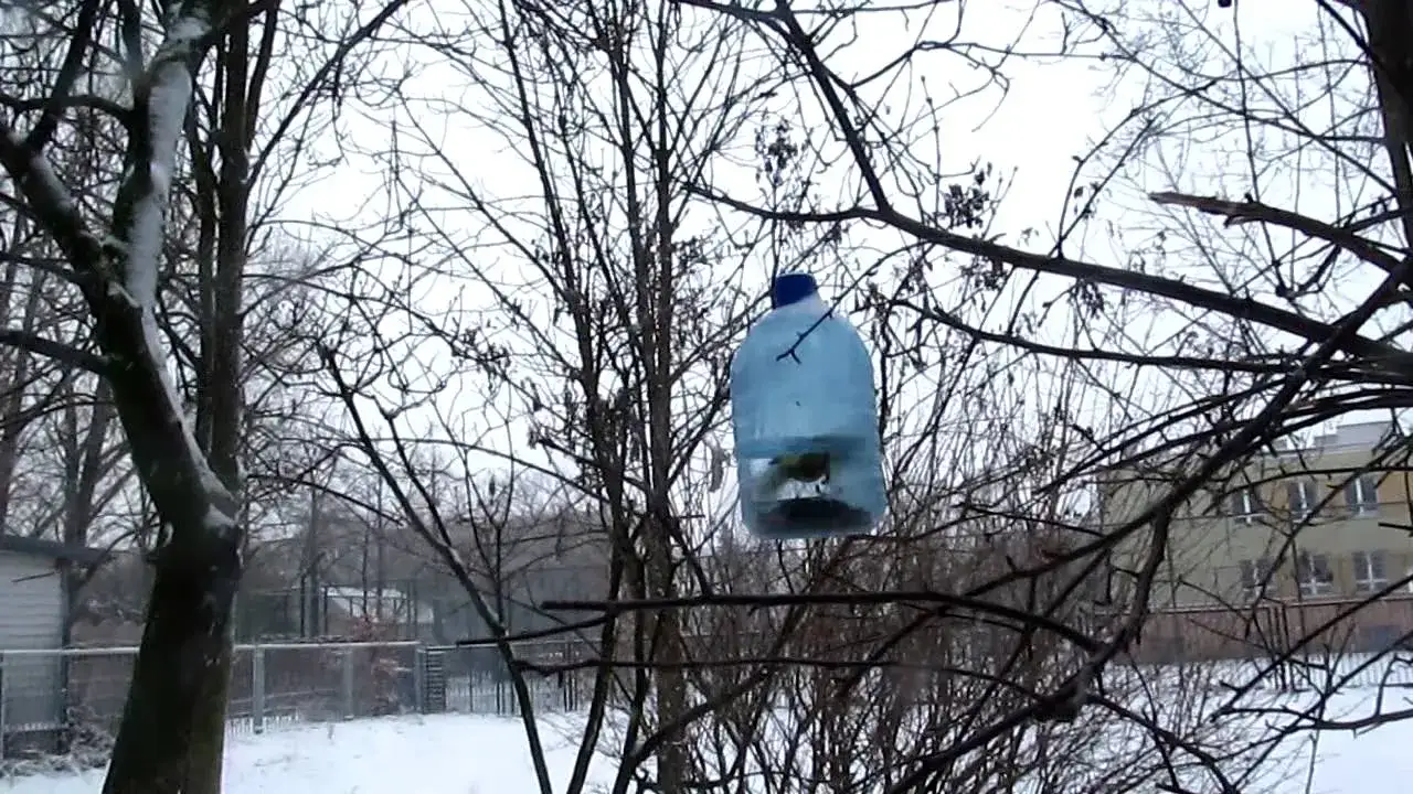 Zdjęcie Jak zrobić pułapkę na ptaki z butelki - prosta i skuteczna metoda
