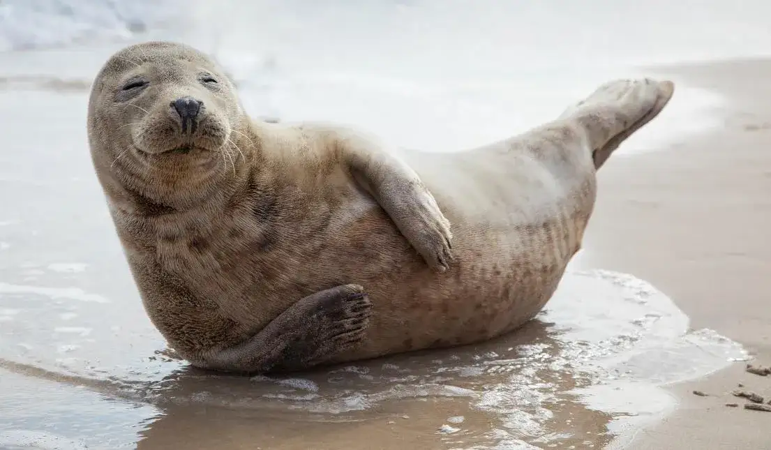 Zdjęcie Foki w Bałtyku: 3 gatunki spotykane na polskim wybrzeżu w 2025