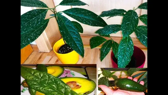 Zdjęcie Jak przycinać awokado, aby uniknąć błędów i zapewnić zdrowie rośliny