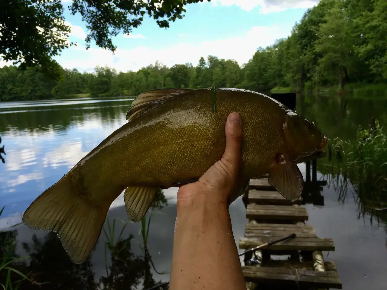 Zdjęcie Najlepsze przynęty na lina, które zwiększą Twoje szanse na sukces