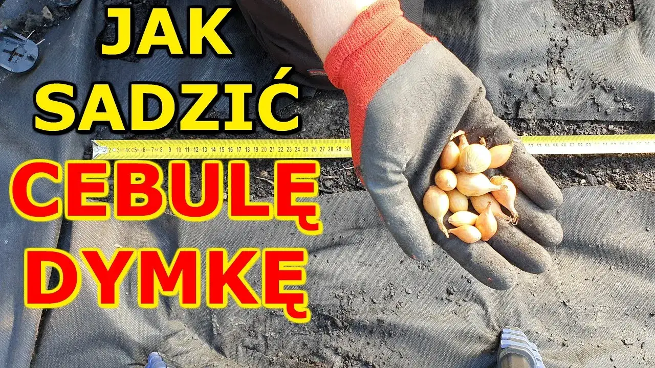 Zdjęcie Cebula do gruntu: kiedy i jak sadzić? Praktyczne wskazówki