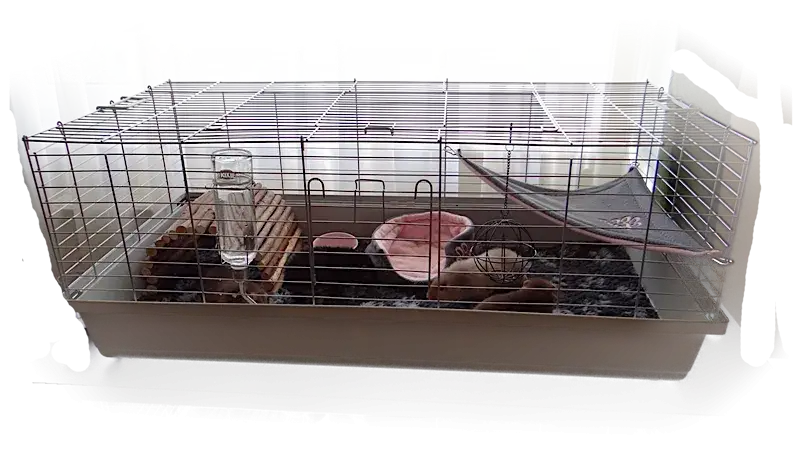 Zdjęcie Jak prawidłowo urządzić klatkę dla świnki morskiej - kompletny poradnik