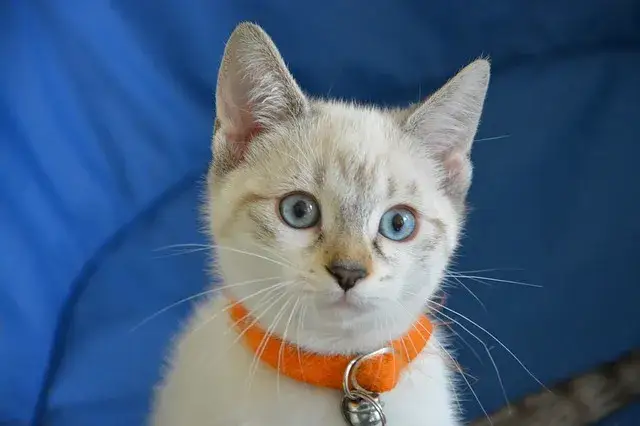 Zdjęcie Jak przyzwyczaić kota do obroży bez stresu i frustracji?