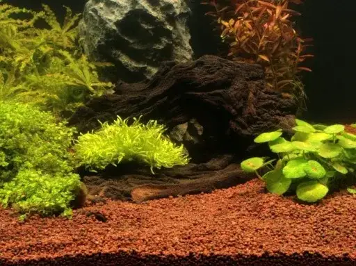 Zdjęcie Jakie podłoże do akwarium roślinnego zapewni zdrowy wzrost roślin?