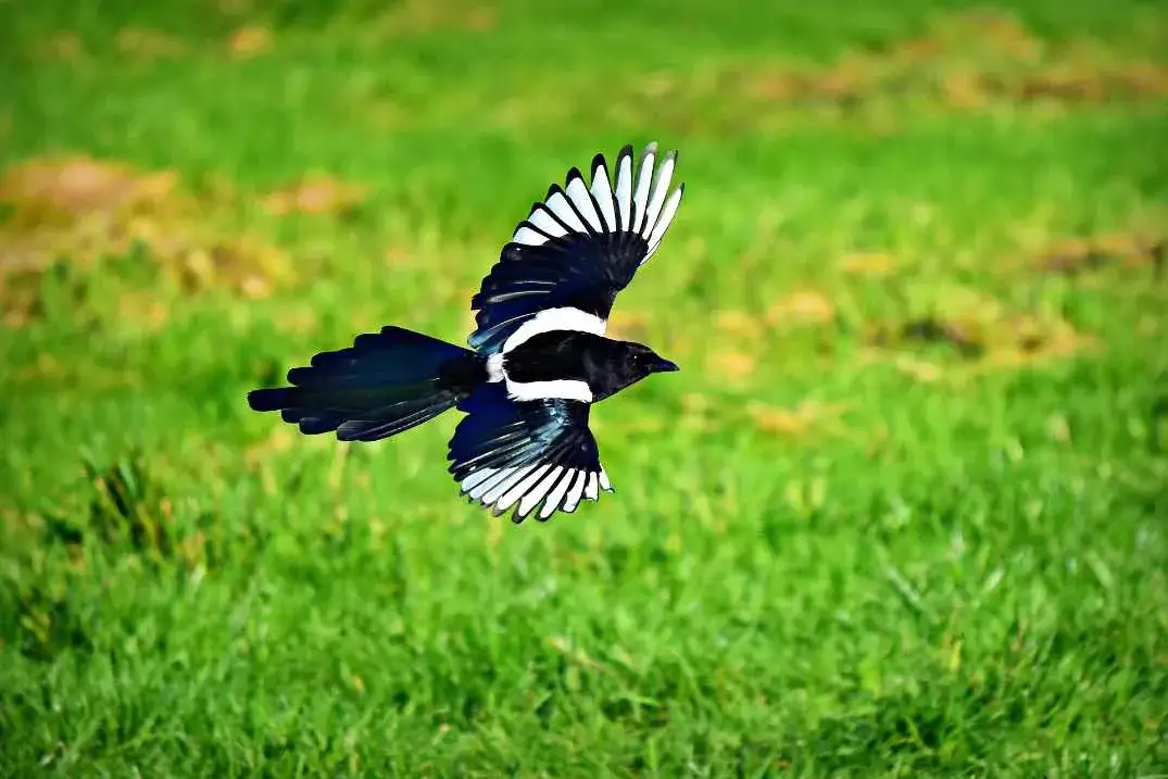 Zdjęcie Co jedzą sroki? Zaskakujące fakty o ich diecie i zwyczajach