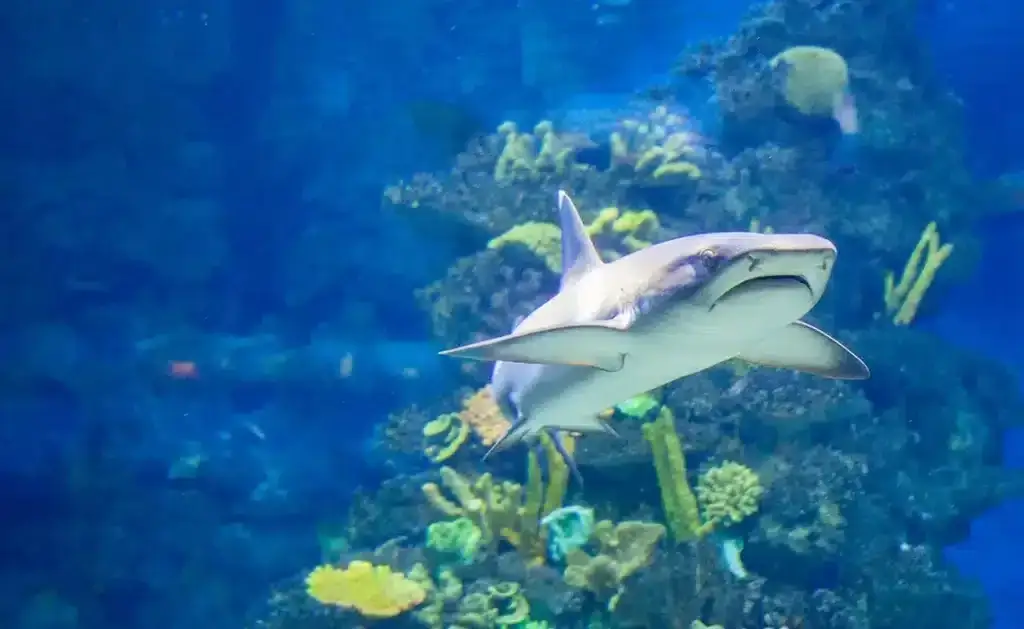 Zdjęcie Czy w Morzu Czarnym są rekiny? Rzadkie gatunki i bezpieczeństwo w wodzie