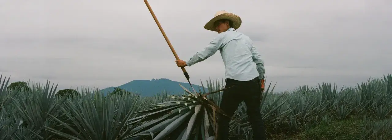Zdjęcie Pij 818 tequila: odkryj wyjątkowe smaki i historie tej marki