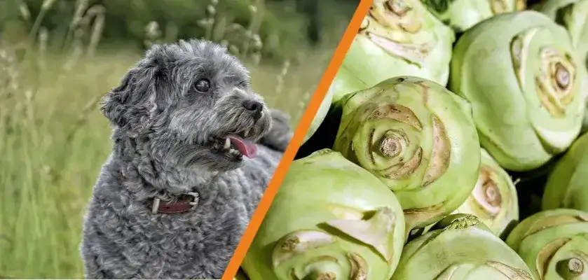 Zdjęcie Czy pies może jeść kalarepę? Uważaj na te niebezpieczeństwa!