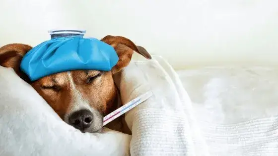 Zdjęcie Kiedy pies wymiotuje, a weterynarz jest koniecznością - sprawdź objawy