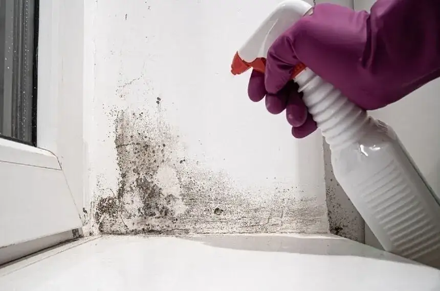 Zdjęcie Skuteczne metody, jak się pozbyć grzyba ze ścian i uniknąć problemów