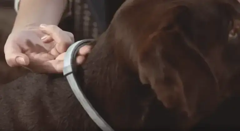 Zdjęcie Czy obroża Foresto jest bezpieczna dla ludzi? Uważaj na zagrożenia