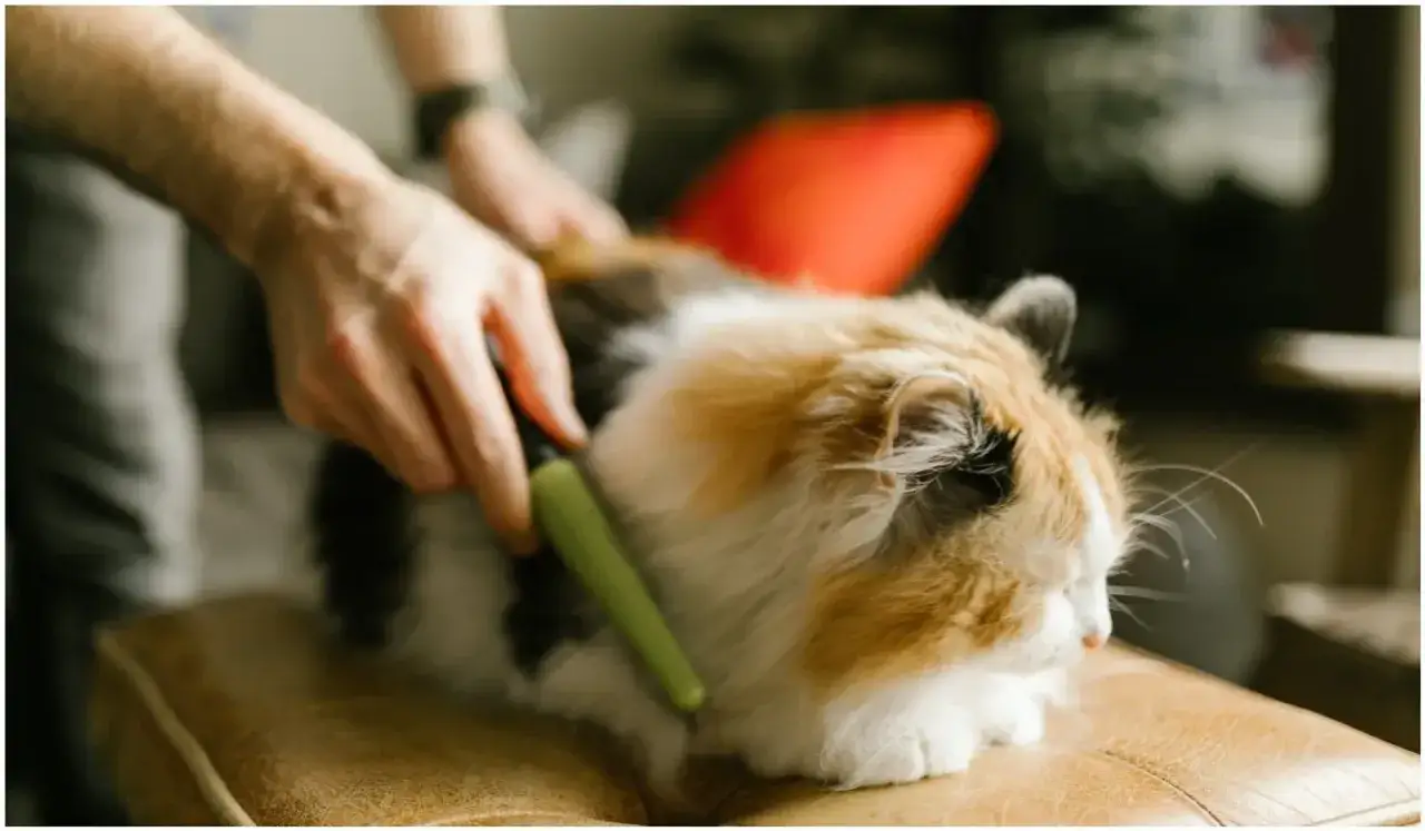 Zdjęcie Dlaczego kotu wypada sierść? Sprawdź naturalne i zdrowotne przyczyny
