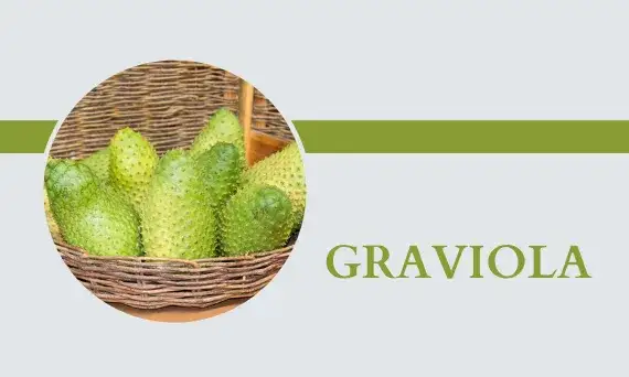 Zdjęcie Jak długo można pić sok z gravioli? Bezpieczne dawkowanie i skutki uboczne