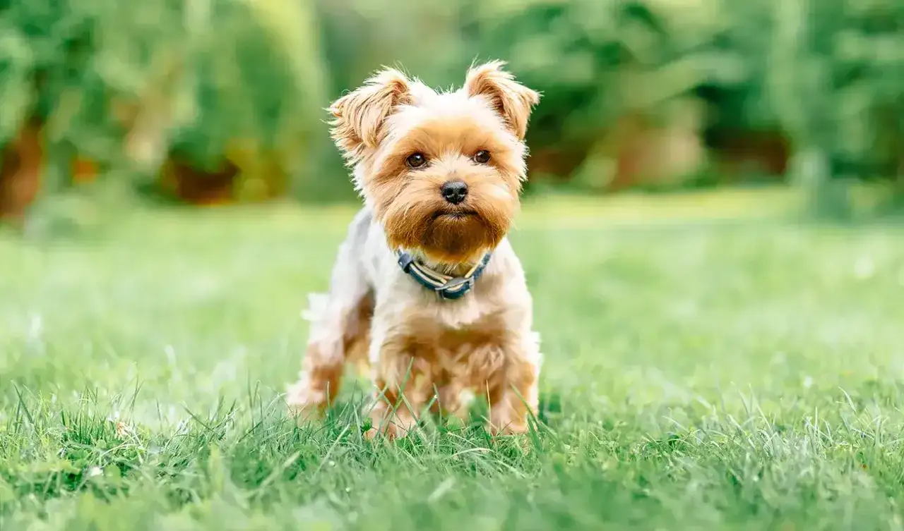 Zdjęcie York włosy czy sierść - odkryj, co naprawdę oznacza dla yorka