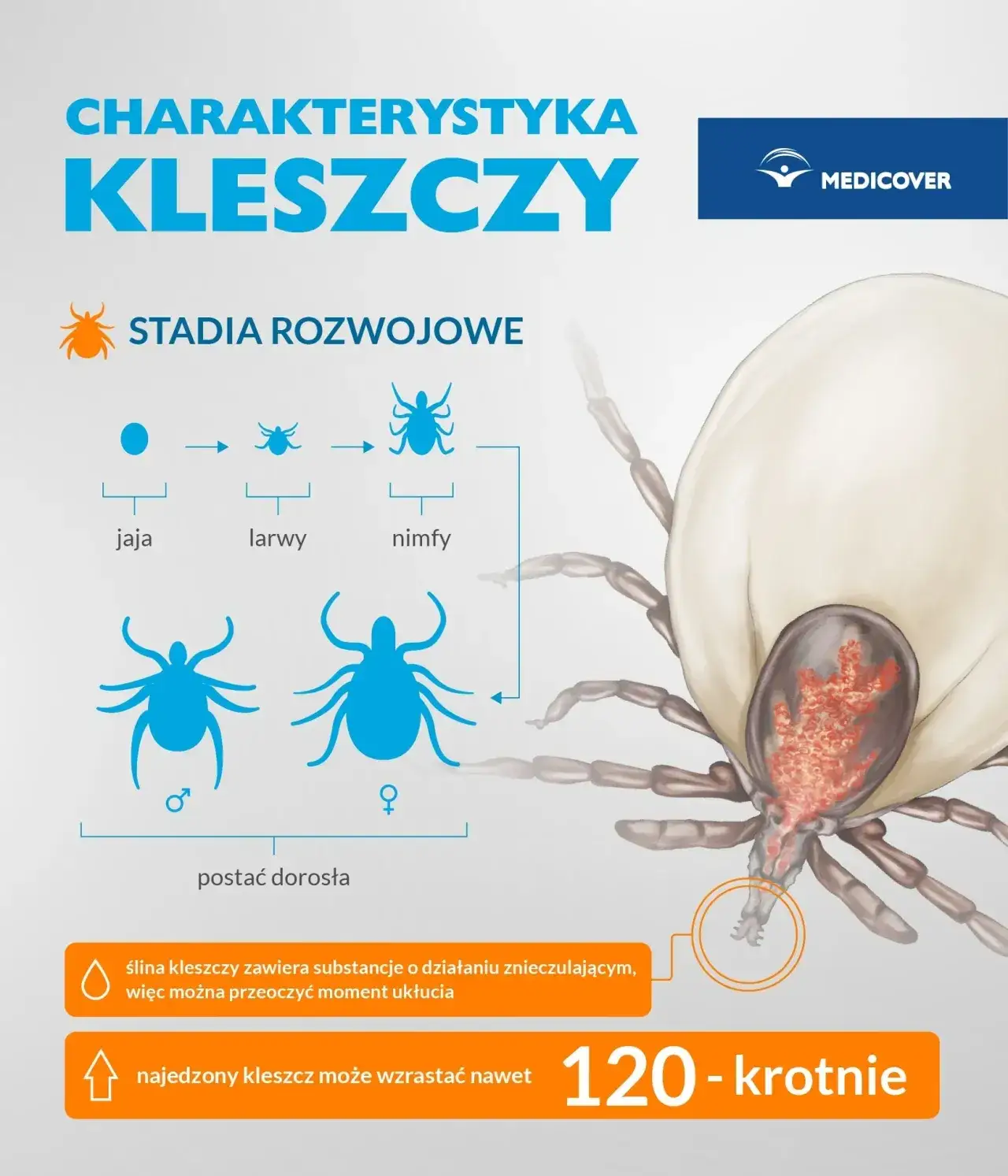 Zdjęcie Czy kleszcze są w zimę? Dowiedz się, jak uniknąć zagrożeń