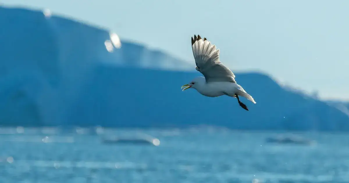 Zdjęcie Najciekawsze atrakcje w Grenlandii, które musisz zobaczyć