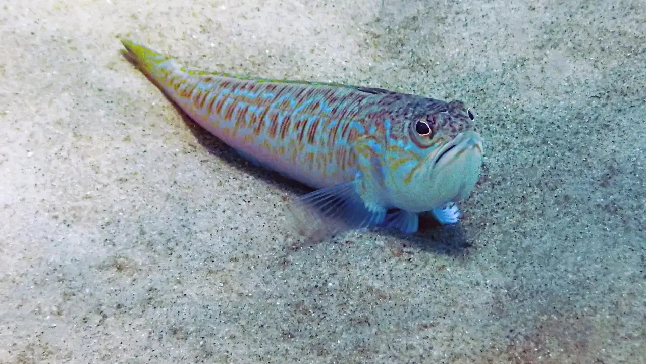 Zdjęcie Jakie ryby są w Bałtyku? Odkryj niezwykłe gatunki i ich znaczenie