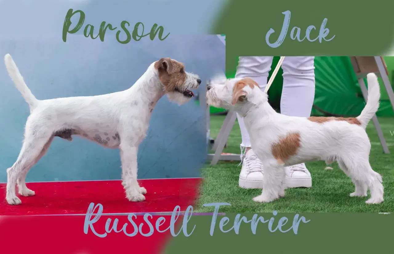 Zdjęcie Jack Russell Terrier: Sierść czy włosy? Poznaj kluczowe różnice