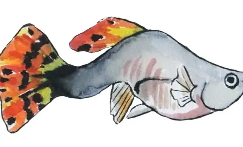 Zdjęcie Gupik jaka temperatura wody – unikaj błędów w hodowli ryb