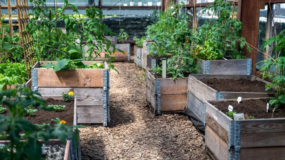 Zdjęcie Jakie warzywa można siać w czerwcu, aby cieszyć się obfitym zbiorem