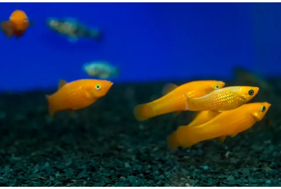 Zdjęcie Jakie rybki z molinezjami – najlepsze towarzysze dla twojego akwarium