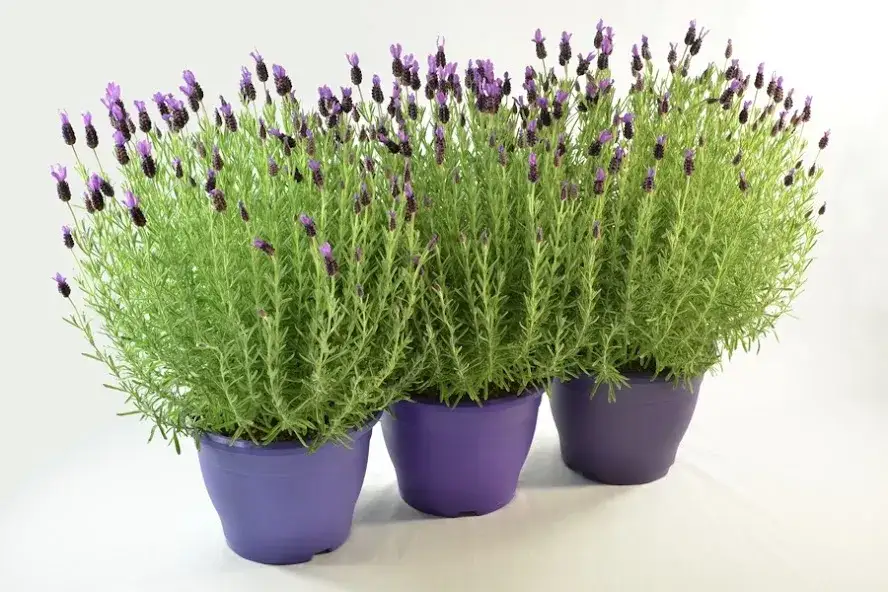 Zdjęcie Jak przezimować lawendę w donicy, aby uniknąć jej zniszczenia