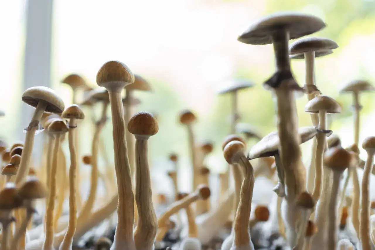 Zdjęcie Sklepy z psychodelikami w Polsce: legalność i dostępne produkty