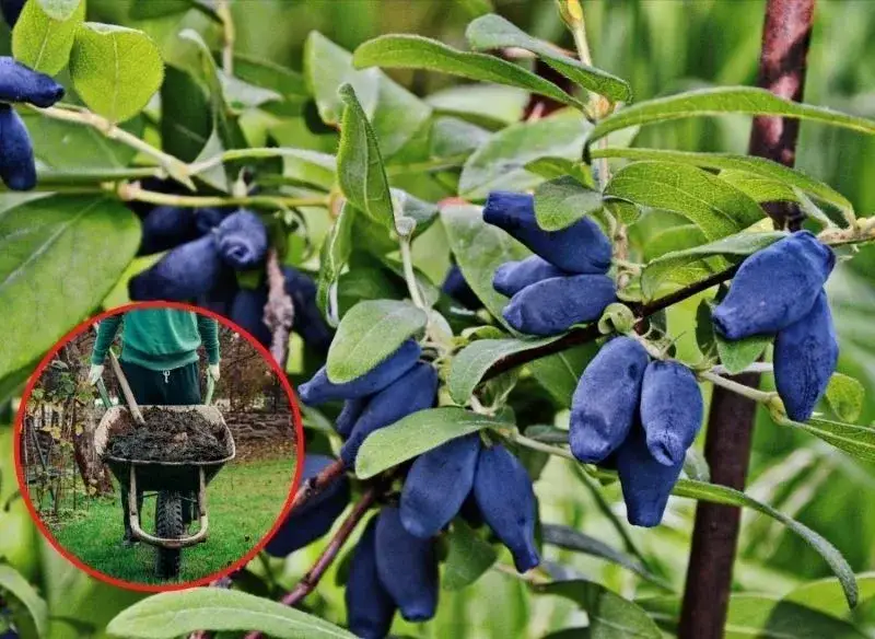 Zdjęcie Jak uprawiać jagodę kamczacką - sprawdzone metody na obfite plony