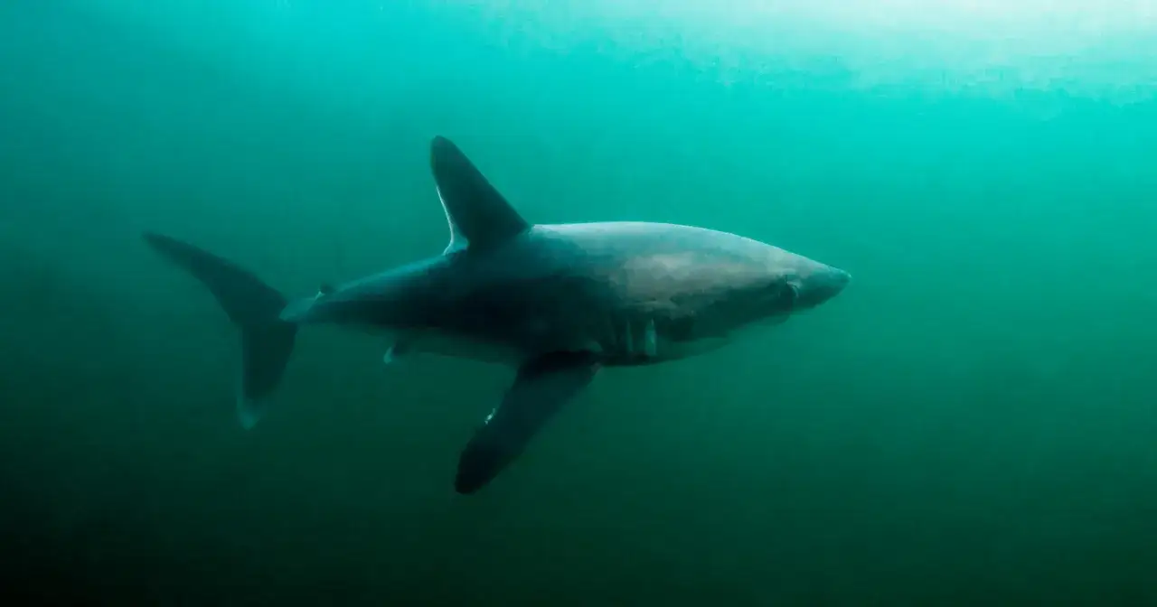 Zdjęcie Czy w polskim morzu są rekiny? Odkryj tajemnice Bałtyku