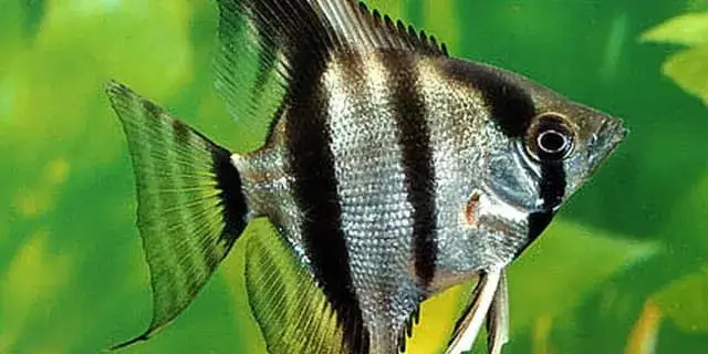 Zdjęcie Jak rozpoznać płeć skalara: Kluczowe cechy, które musisz znać