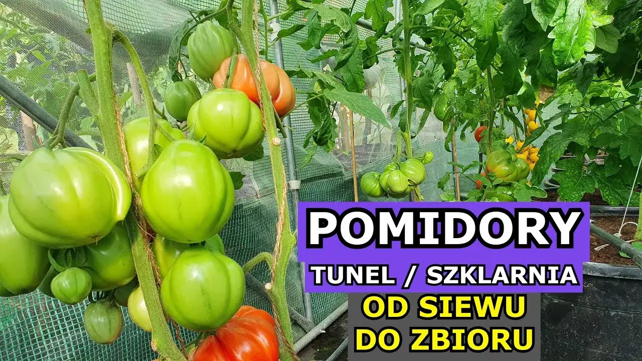 Zdjęcie Jak uprawiać pomidory pod folią, aby uniknąć najczęstszych błędów