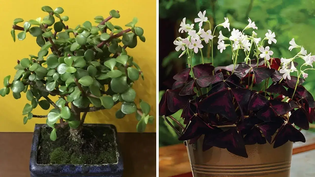 Zdjęcie Kwiaty, które przynoszą szczęście i pieniądze – sprawdzone rośliny na pomyślność