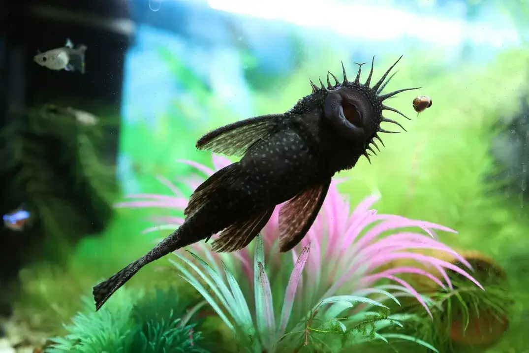 Zdjęcie Czym karmić glonojada, aby zapewnić mu zdrowie i długowieczność