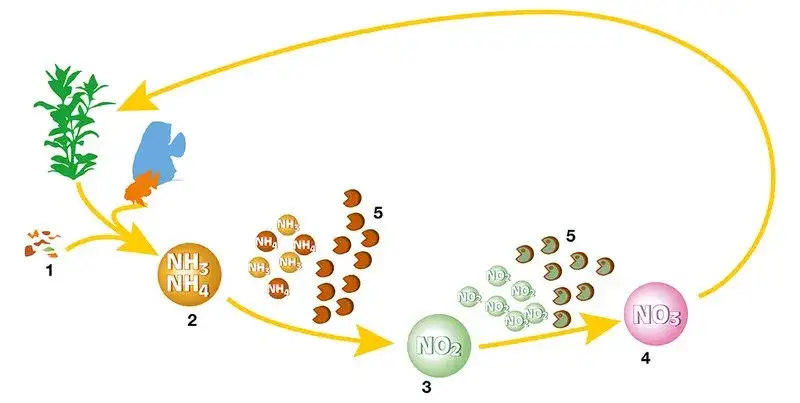 Zdjęcie Czym są azotyny (NO2) w akwarium? Zrozumienie cyklu azotowego i kontrola poziomu