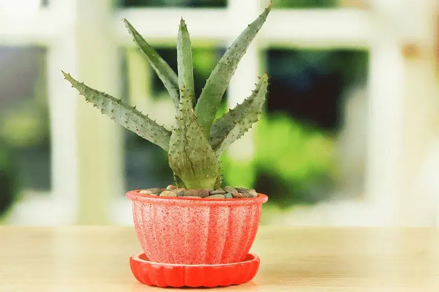 Zdjęcie Czy aloes jest trujący dla kota? Poznaj prawdę i chroń swojego pupila