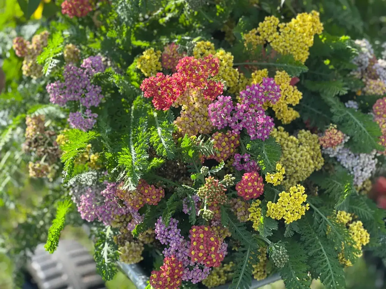 Zdjęcie Krwawnik pospolity: chwast, który może być Twoim sprzymierzeńcem w zdrowiu