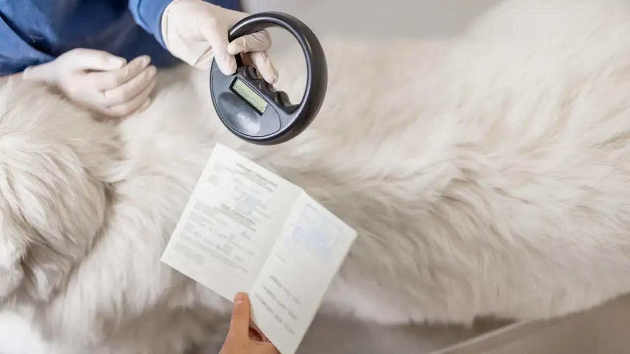 Zdjęcie Po co chip dla psa? Kluczowe korzyści dla bezpieczeństwa pupila