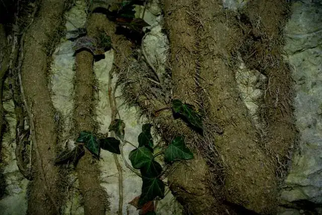 Zdjęcie Jak usunąć ślady po bluszczu z elewacji bez uszkodzeń powierzchni