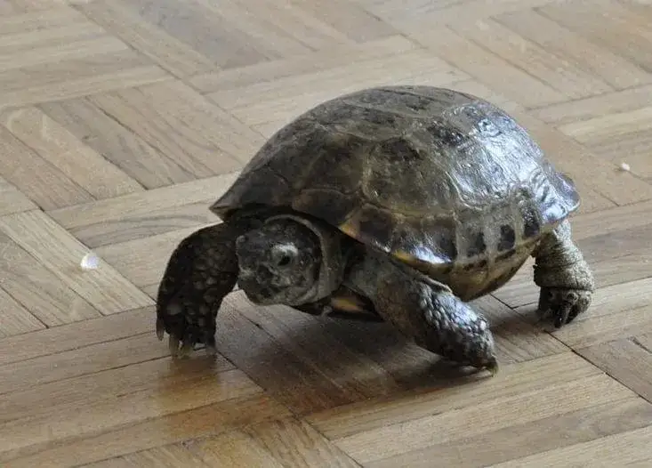 Zdjęcie Adopcja żółwia - działaj odpowiedzialnie