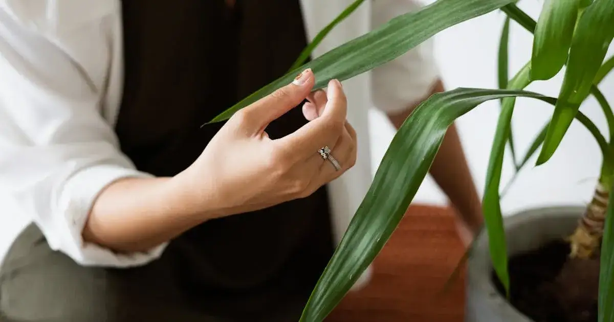 Zdjęcie Jaka donica do juki domowej? Wybierz idealny rozmiar i materiał