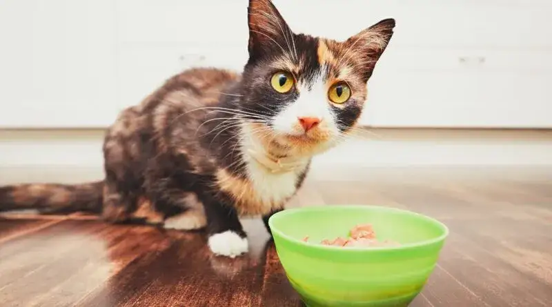 Zdjęcie Surowy kurczak dla kota: co musisz wiedzieć o bezpiecznym karmieniu