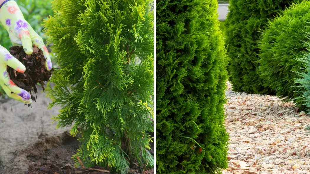 Zdjęcie Ile kory pod tuje potrzebujesz? Oblicz dokładnie i uniknij błędów