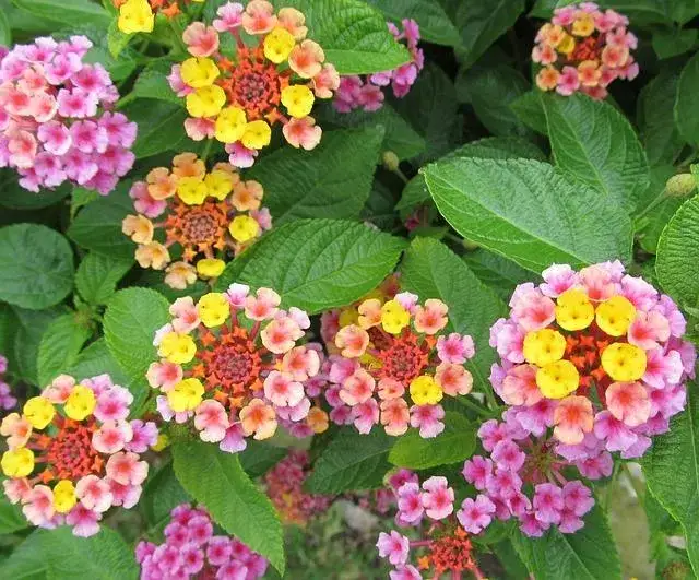 Zdjęcie Las mejores flores arbustivas para embellecer tu jardín sin esfuerzo