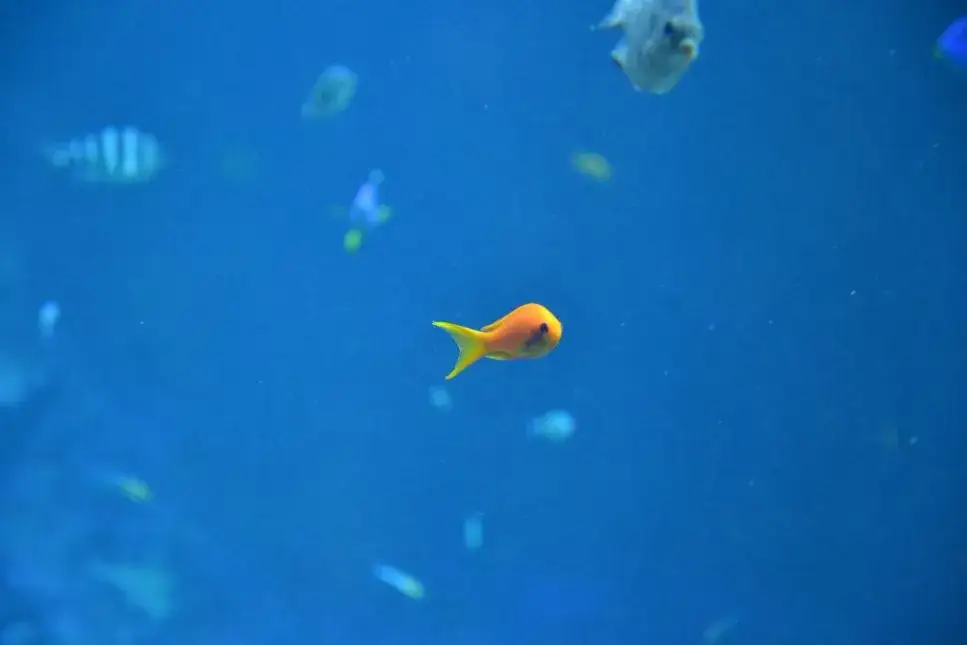 Zdjęcie Akwarium słodkowodne jakie rybki wybrać, aby uniknąć problemów