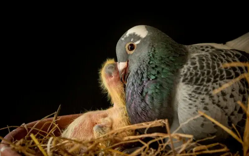 Zdjęcie Jak rozmnażają się gołębie? Poznaj fascynujący proces i wyzwania