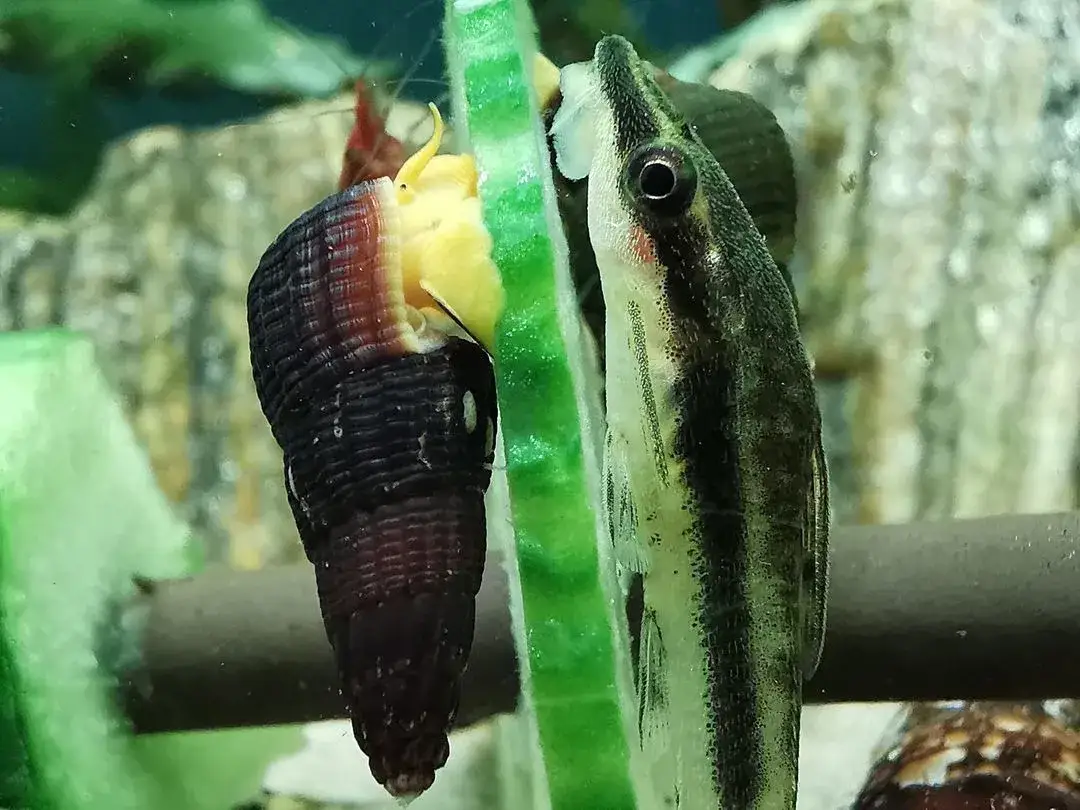 Zdjęcie Jakie warzywa dla glonojada? Odkryj najlepsze opcje dla zdrowia ryb