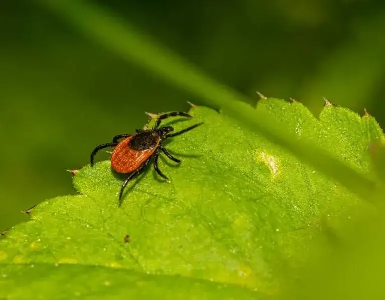 Zdjęcie Jak skutecznie odstraszyć kleszcza? Naturalne i chemiczne metody ochrony