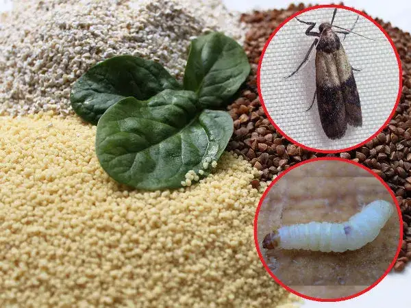 Zdjęcie Czy mole mogą być w przyprawach? Jak ich unikać i rozpoznać?